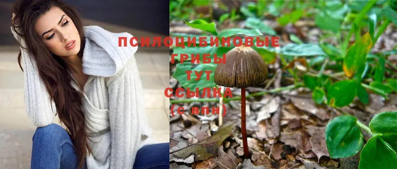 Псилоцибиновые грибы Psilocybe  Калач 